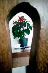 Close-up of potted plant