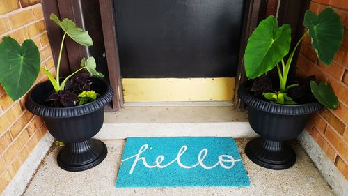 Potted plant on wall