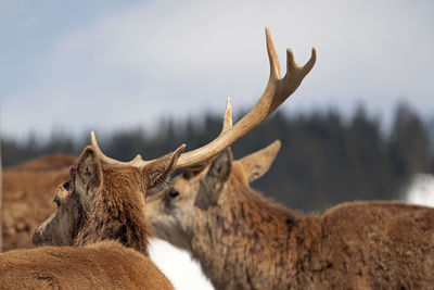 Deer in a field