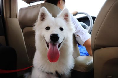Dog sitting in car