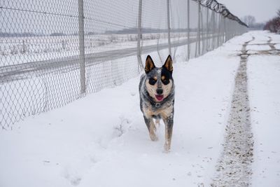 Dog on snow covered field