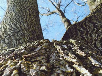 Low angle view of lichen on tree trunk