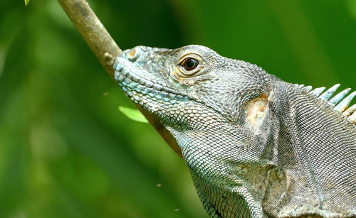 Close-up of a lizard