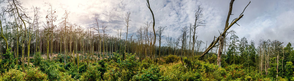 Scenic view of forest against sky