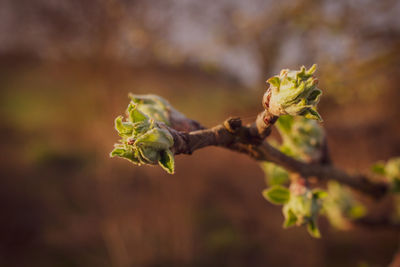 Close-up of green leaves on tree