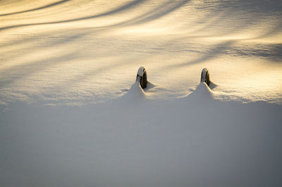 Two swans in water