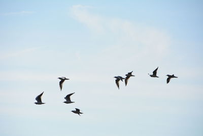 Flock of birds flying against sky