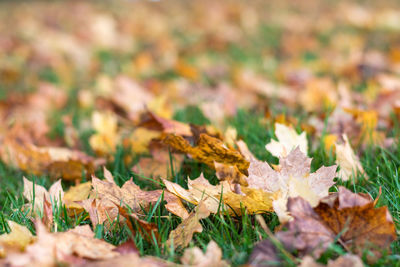 Close-up of yellow maple leaves on field