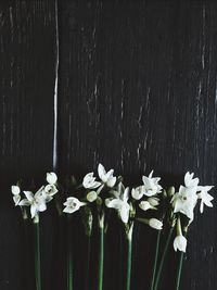 Close-up of white flowers