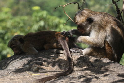 Monkeys sitting on rock