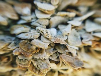 Close-up of mushrooms growing on plant