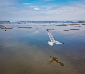 Seagulls flying over sea against sky