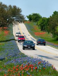 Plants growing on road