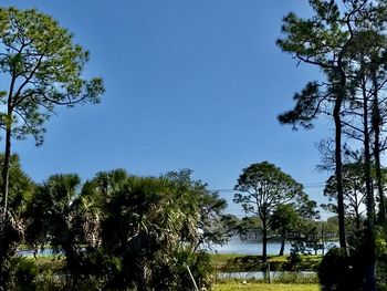 Trees and plants on land against clear blue sky