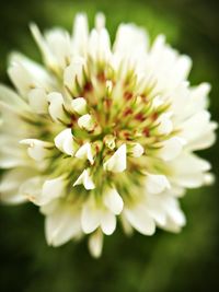 Close-up of white flowers