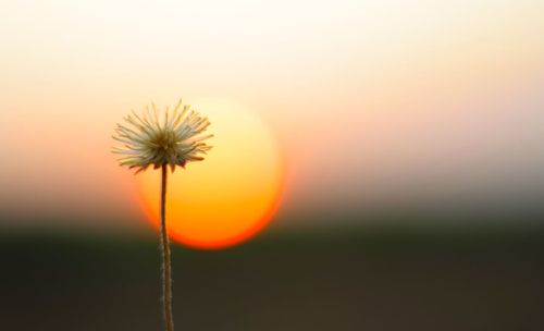 Close-up of orange flower against sky during sunset