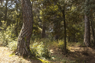 Trees growing in forest