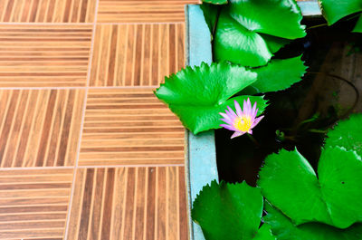 Close-up of flower growing on wood
