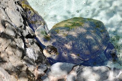 View of fish underwater