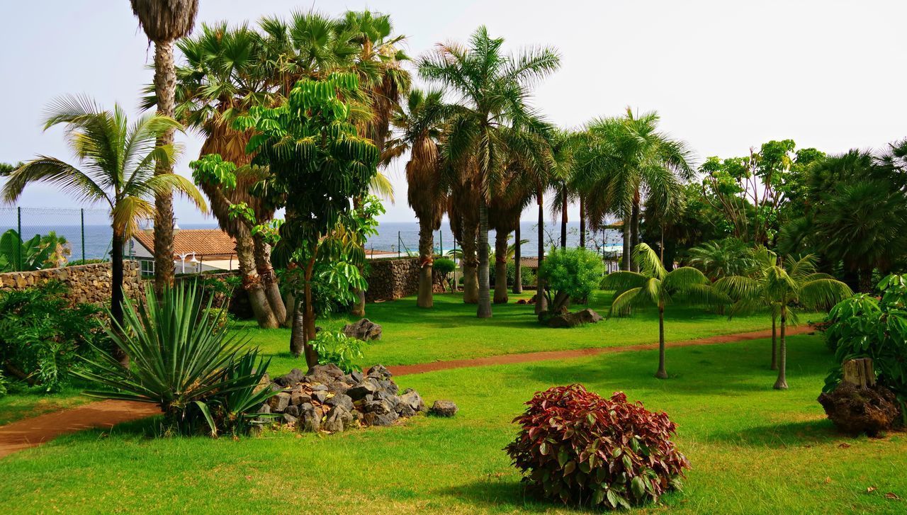 VIEW OF PALM TREES IN PARK