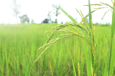 Close-up of wheat growing on field