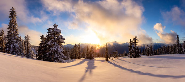 Trees on snow covered land against sky