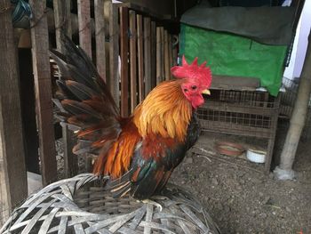 Close-up of rooster