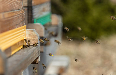 Close-up of homecoming bees in front of hive