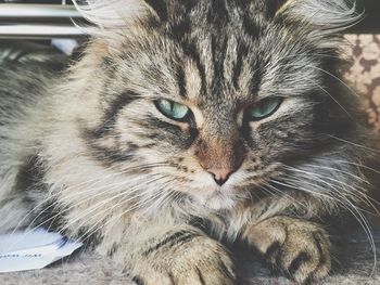 Close-up portrait of cat