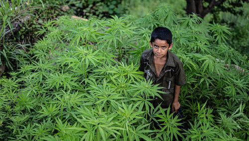 High angle portrait of boy standing amidst plants