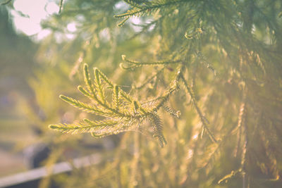 Close-up of fresh green plant