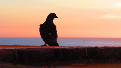 Close-up of bird perching on rock against sea during sunset