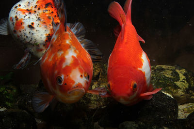 Close-up of goldfish