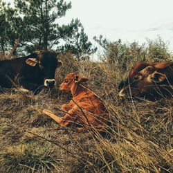 Cows on field against sky