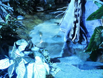 Close-up of fish in aquarium