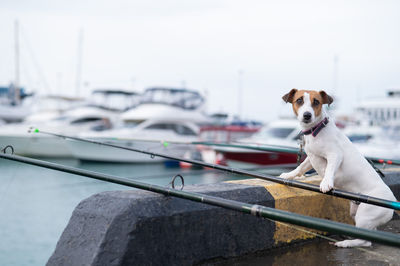 Close-up of dog in sea