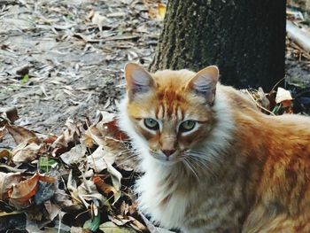 Portrait of ginger cat sitting outdoors