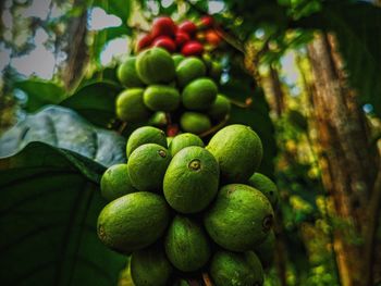 Close-up of fruit