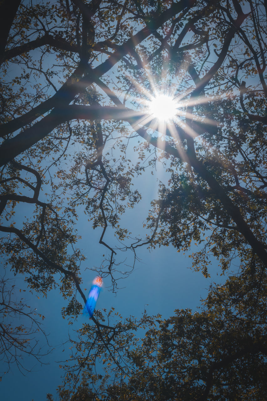 LOW ANGLE VIEW OF TREES AGAINST BLUE SKY