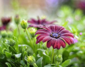 Close-up of purple flowers blooming outdoors