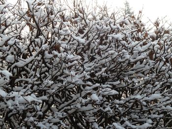 Close-up of snow covered tree