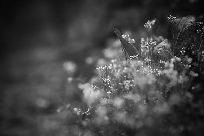 Close-up of raindrops on flowering plant