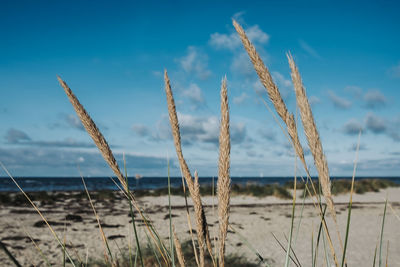 Close-up of stalks on beach against sky