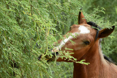 Close-up of a horse on field