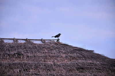 Low angle view of bird perching on a land