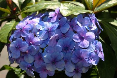 Close-up of purple flowering plants