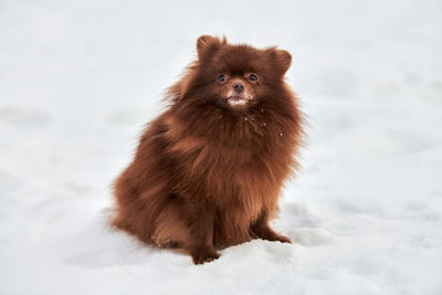 Portrait of dog on snow