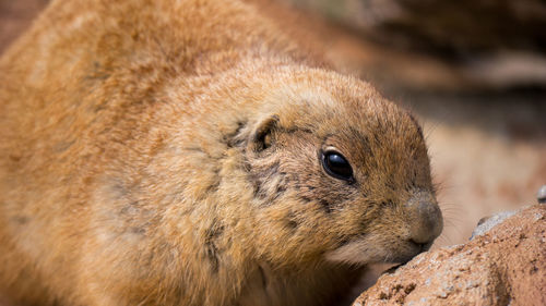 Close-up of prairie dog