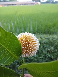 Close-up of flower