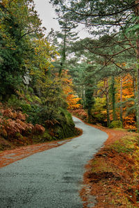 Road amidst trees in forest during autumn